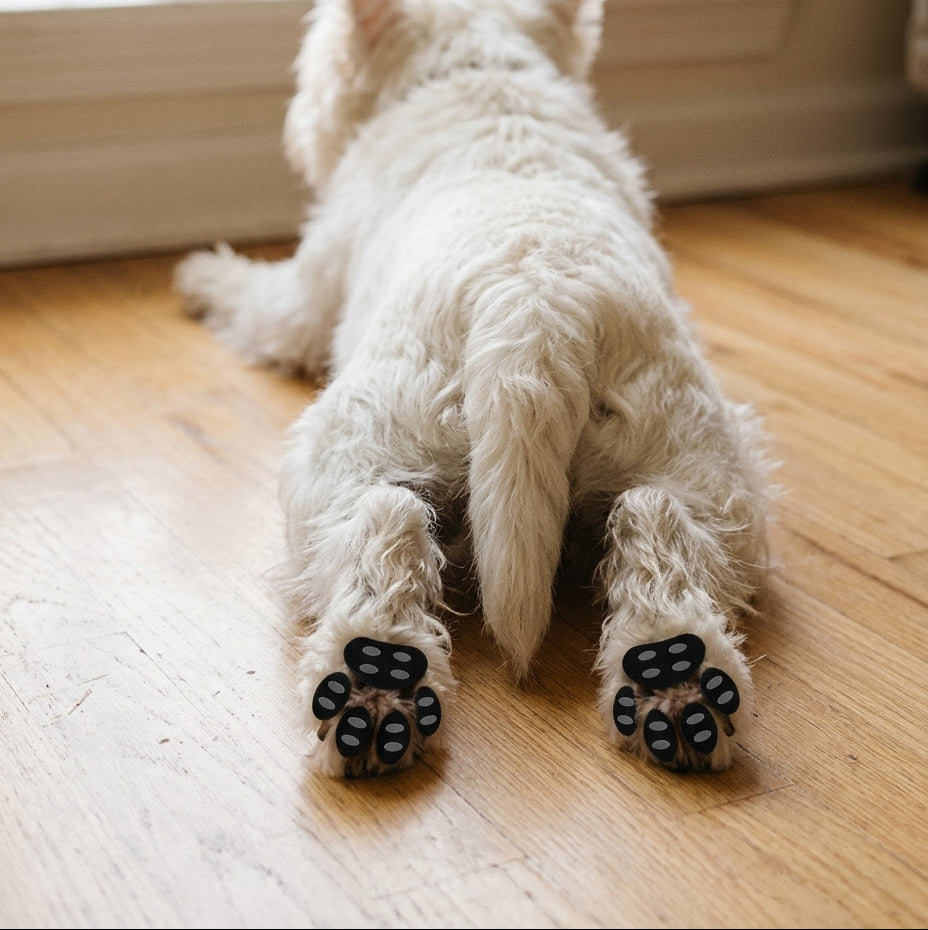 White dog standing steady on a hardwood floor wearing grip pads
